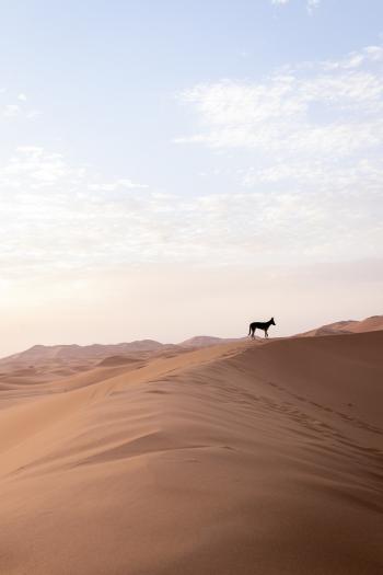 Fondo de pantalla de Fondo de Pantalla de pixabay_7395022.jpg