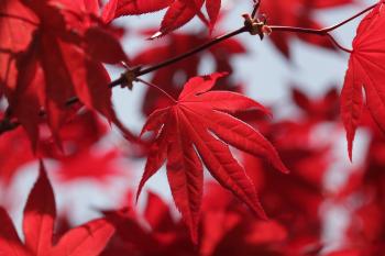 Fondo de pantalla de Fondo de Pantalla de pixabay_7395624.jpg