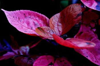 Fondo de pantalla de Fondo de Pantalla de pixabay_7149850.jpg
