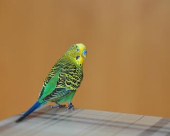 Fondo de pantalla de Fondo de Pantalla de pixabay_672813.jpg