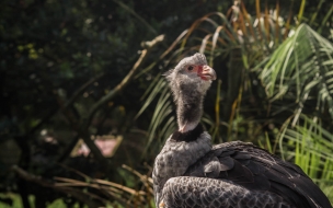 Fondo de pantalla de condor mirando