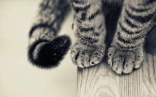 Fondo de pantalla patitas de gatos