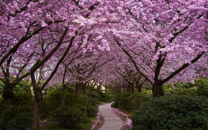 Arbol con flores lilas