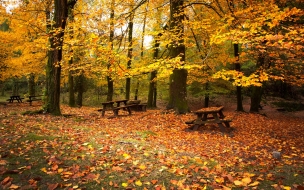 Arboles en otoÃ±o