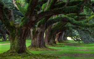 Arboles frondosos