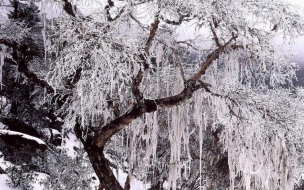 Arbol lleno de nieve