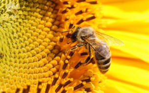 Abeja sacando el nectar