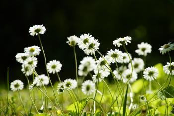 Fondo de pantalla de Fondo de Pantalla de pixabay_6314969.jpg