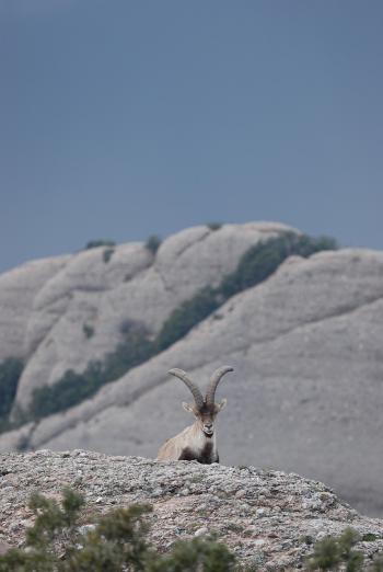 Fondo de pantalla de Fondo de Pantalla de pixabay_597308.jpg