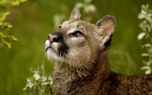 Fondo de pantalla puma mirando al cielo