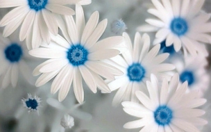 White Flowes