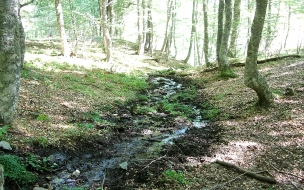 Bosque con riachuelo seco