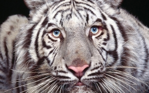 Fondo de pantalla tigre blanco con ojos azules