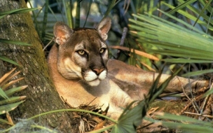 Fondo de pantalla puma esperando presa