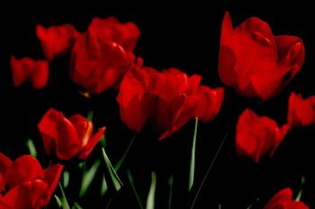 Fondo de pantalla de Fondo de Pantalla de pixabay_5589607.jpg