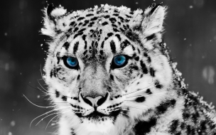 HD Animals wallpapers Snow Blue Eye Leopard