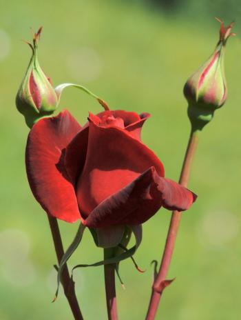 Fondo de pantalla de Fondo de Pantalla de pixabay_5476041.jpg