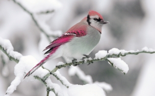 Fondo de pantalla de pajaro rosado