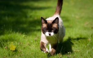 Fondo de pantalla gatito en campo