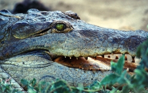 Caiman