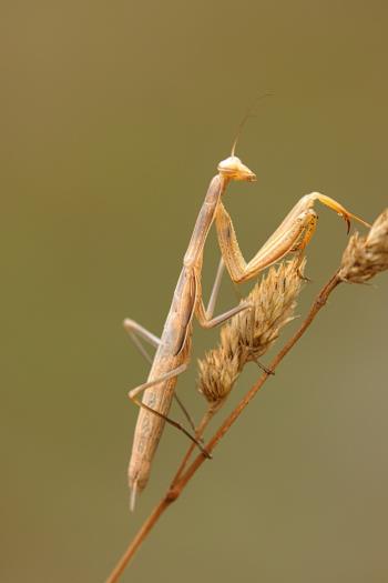 Fondo de pantalla de Fondo de Pantalla de pixabay_5329623.jpg