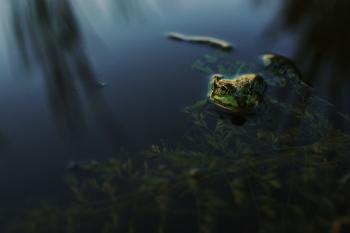 Fondo de pantalla de Fondo de Pantalla de pixabay_5357540.jpg