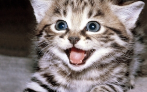 Fondo de pantalla gato sonriente