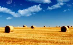 Campo de trigo en verano