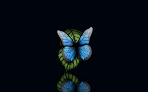 Butterfly 1