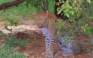 Fondo de pantalla leopardo bajo un arbol