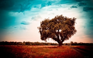 Love Story under the tree