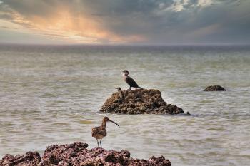 Fondo de pantalla de Fondo de Pantalla de pixabay_4995339.jpg