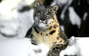 Fondo de pantalla leopardo en la nieve