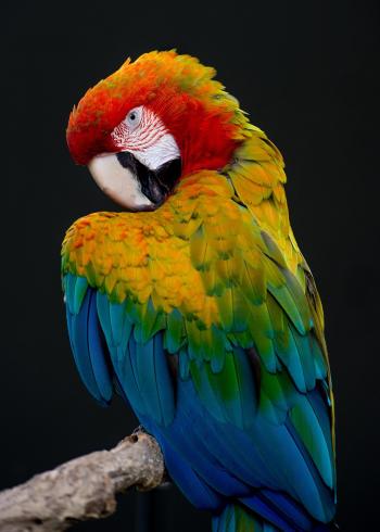 Fondo de pantalla de Fondo de Pantalla de pixabay_4728857.jpg
