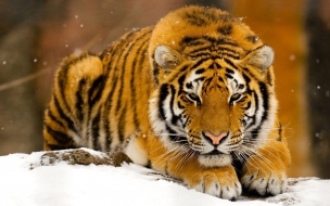 Fondo de pantalla tigre acostado en nieve