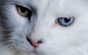 Fondo de pantalla gato con ojos de 2 colores