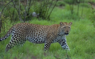 Fondo de pantalla leopardo listo para atacar