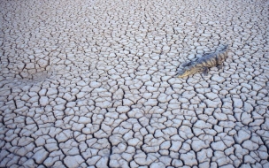 Cocodrilo en desierto arido