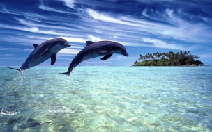 Delfines saltando