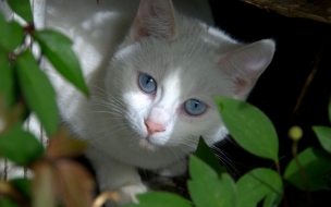 Fondo de pantalla gato blanco escondido