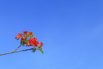 Fondo de pantalla de Fondo de Pantalla de pixabay_3353030.jpg