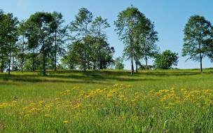 Flores en el campo