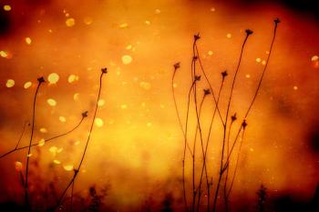 Fondo de pantalla de Fondo de Pantalla de pixabay_3133501.jpg