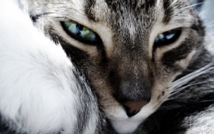 Fondo de pantalla mirada profunda de gato