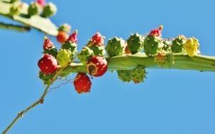 Beautiful Nopal with Flowers HD Wallpapers