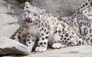 Fondo de pantalla tigre blanco bebe