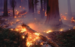 Incendio forestal