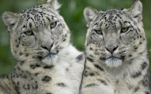 Fondo de pantalla tigres blancos hermosos