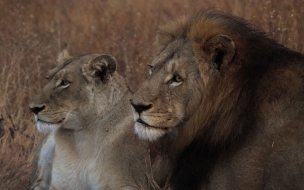 Fondo de pantalla pareja en espera de la presa