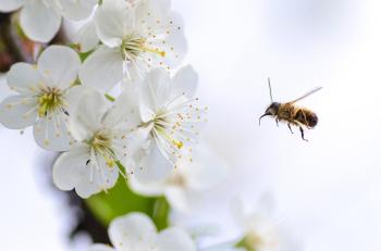 Fondo de pantalla de Fondo de Pantalla de pixabay_2222228.jpg